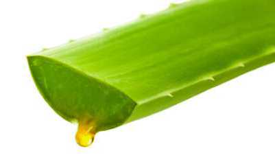 A new shoot of Aloe plant