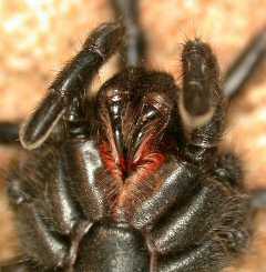 Black Wishbone Spider -GNU- Copyright Free