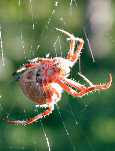 Australian Orb Weaver Spider -GNU- Copyright Free