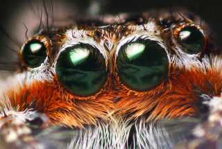 Spider Eyes -GNU- Copyright Free