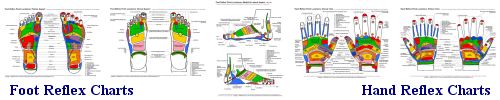 Reflexology Foot and Hand Study Charts - Colour