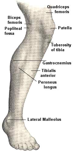 Anterior view of right leg