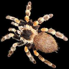 Tarantula Brachypelma Spider -GNU- Copyright Free